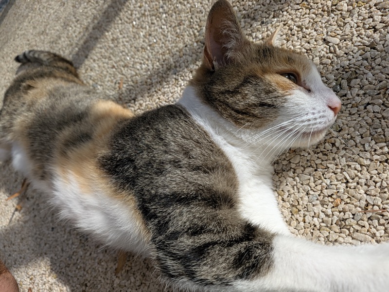 Calico Cat sleeping outdoors